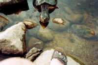 Snapping Turtle