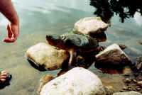 Snapping Turtle